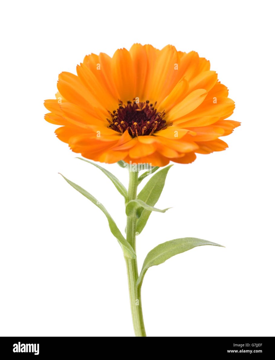 Календула ноготки на белом фоне