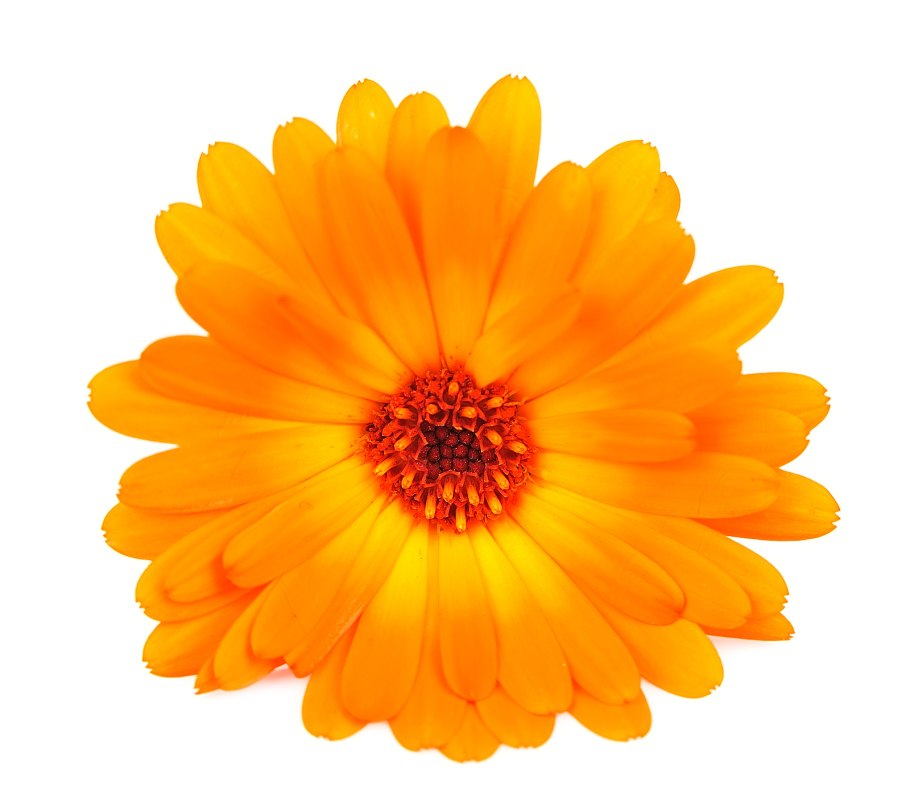 Календула на белом фоне