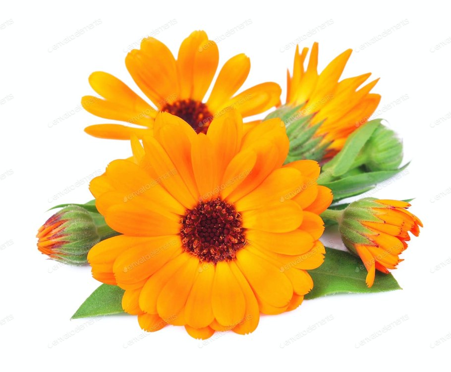 Календула лечебная на белом фоне