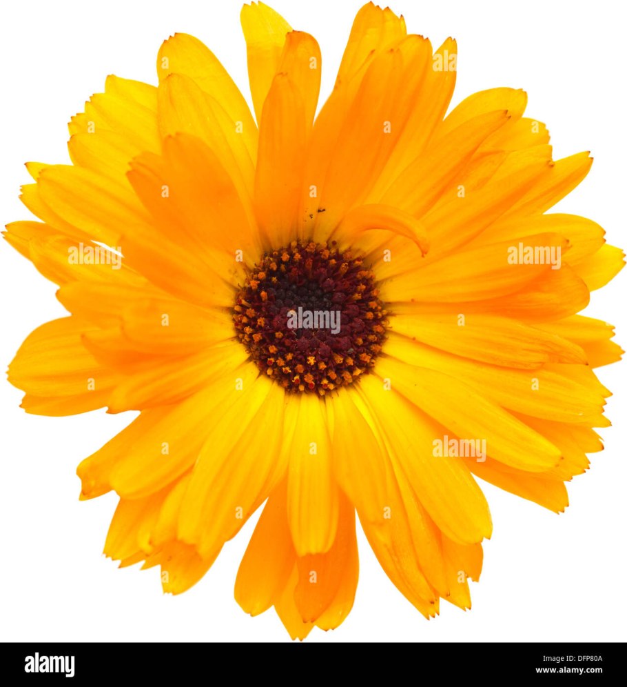 Цветы календулы на прозрачном фоне