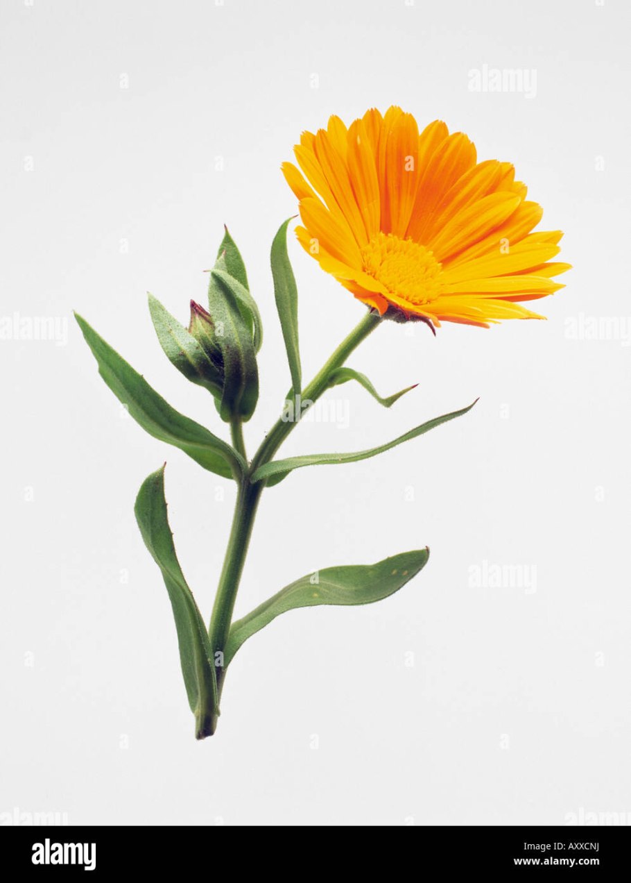 Веточка календулы