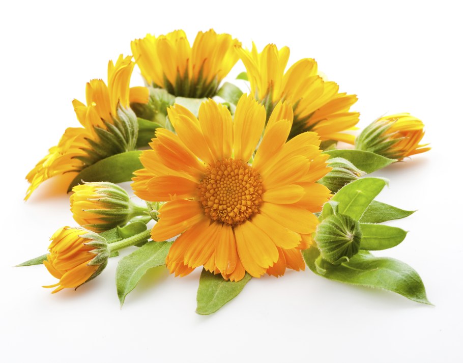 Оранжевые цветы на белом фоне