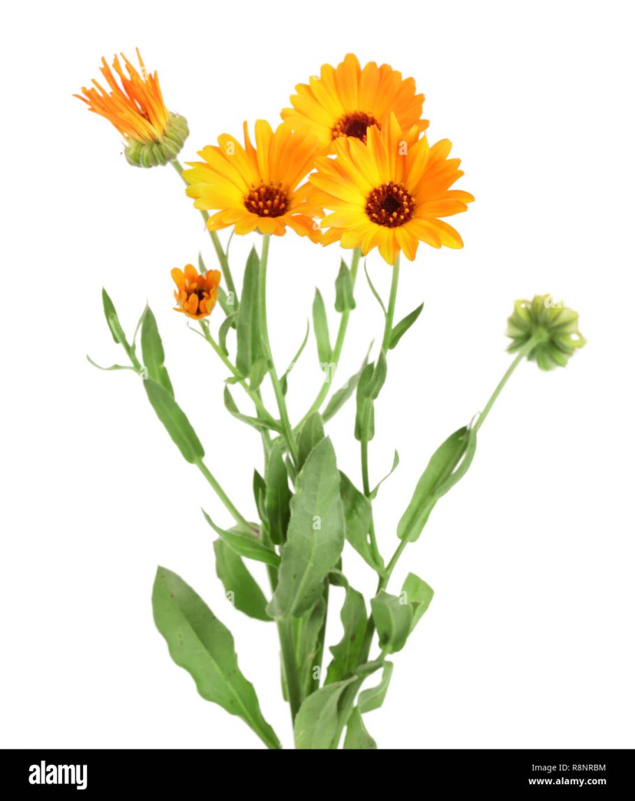 Календула на белом фоне