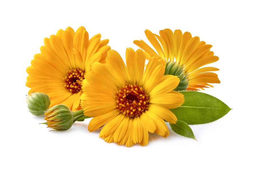 Календула на прозрачном фоне
