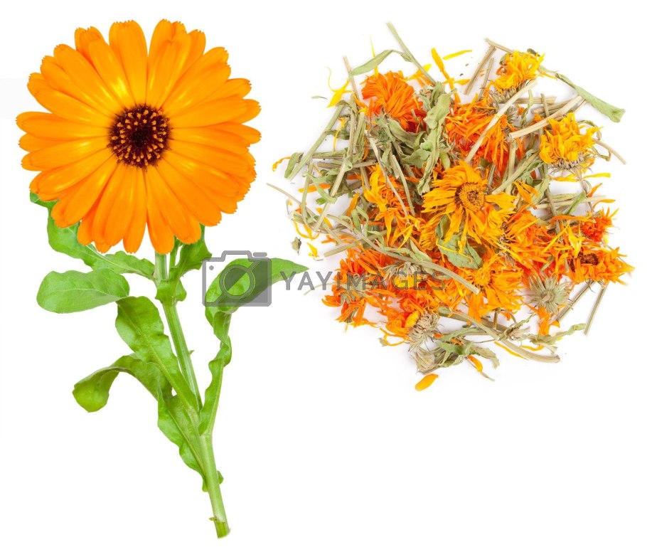 Ноготки лекарственные на белом фоне