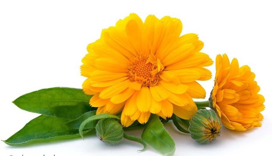 Календула на белом фоне