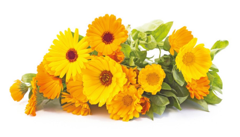 Calendula officinalis на белом фоне