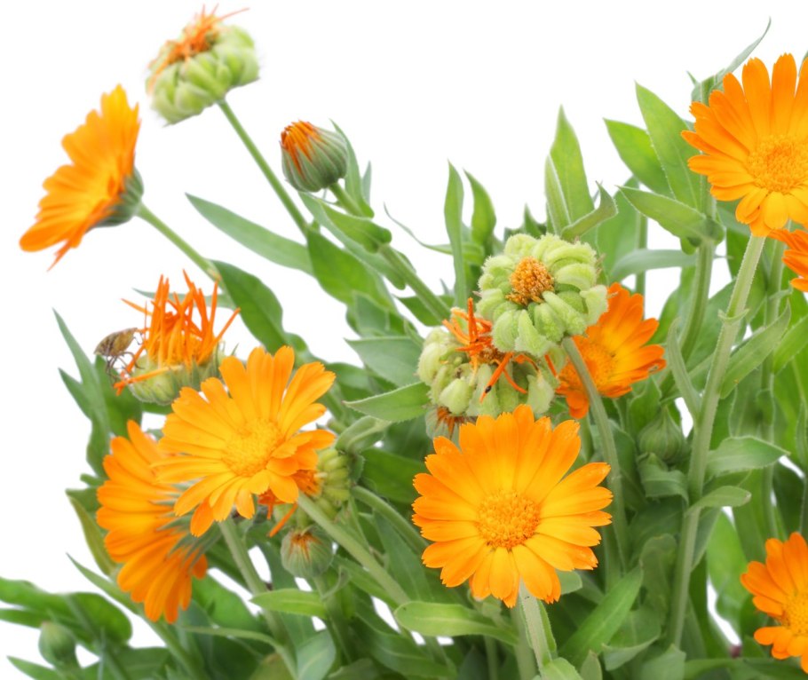 Календула цветы