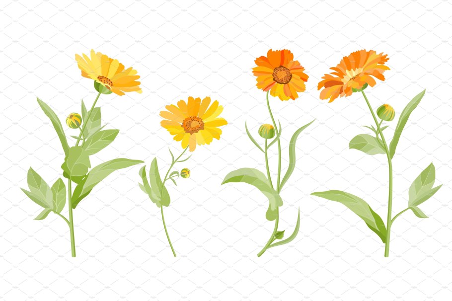 Календула на белом фоне