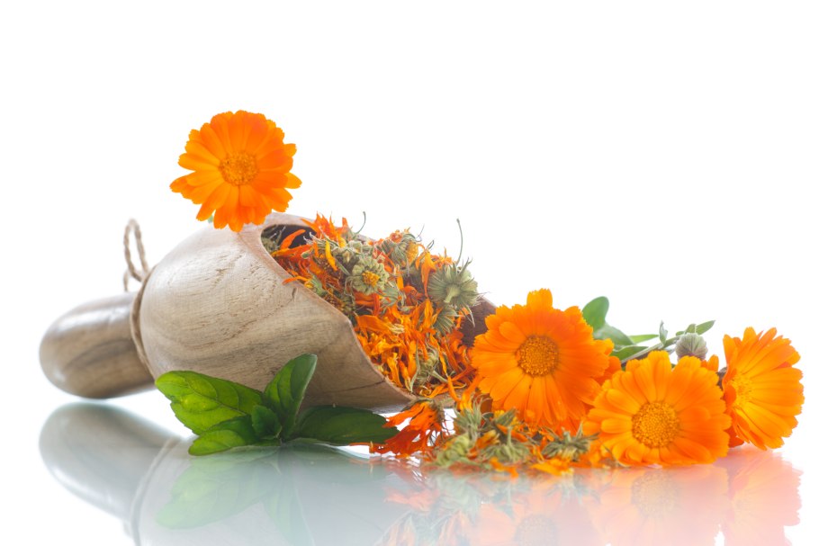 Лечебные травы на белом фоне