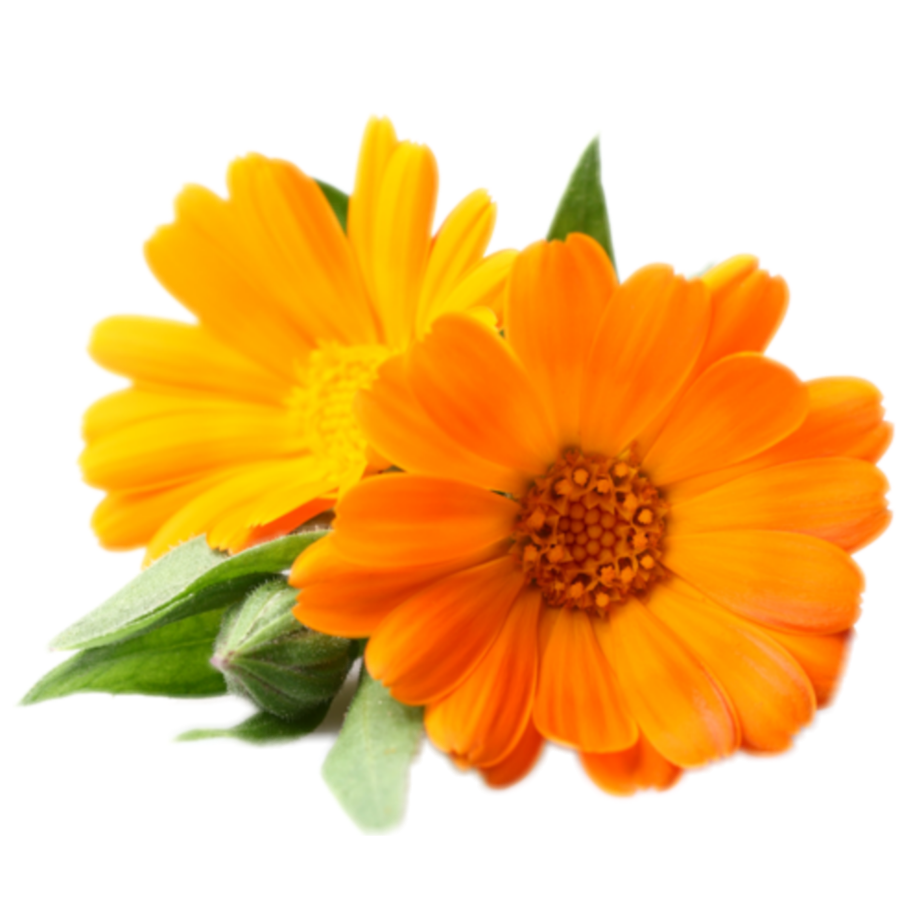 Календула без фона