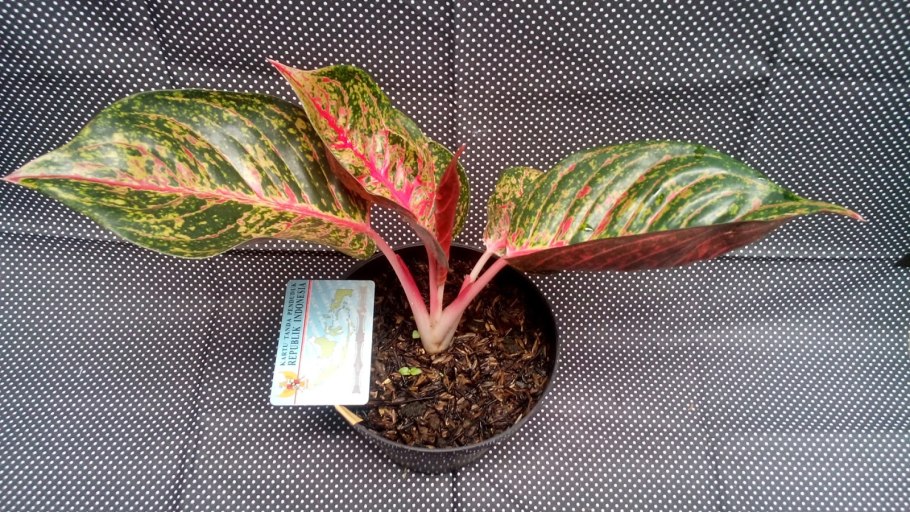 Аглаонема Сильвер Квин