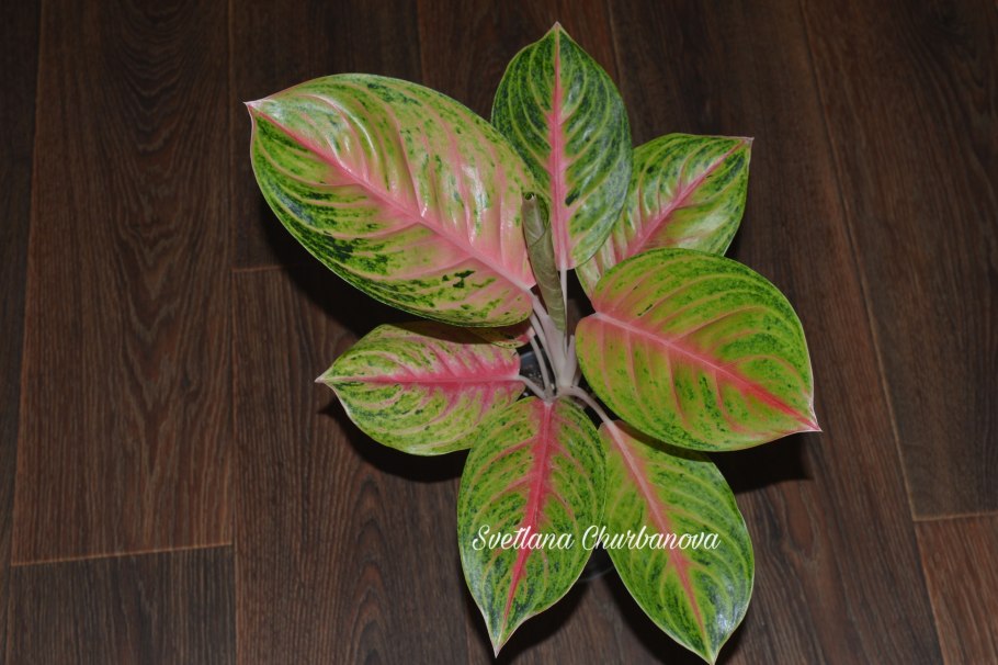 Диффенбахия Amy