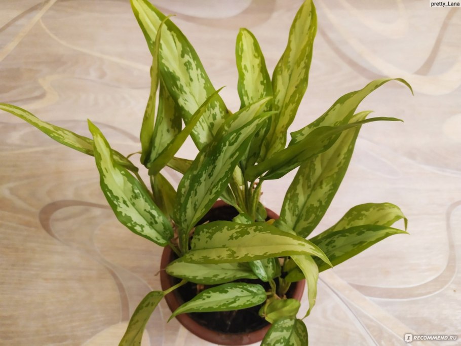 Аглаонема Мария (d-12, н-30)