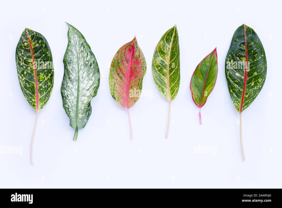 Калатея ктенанта