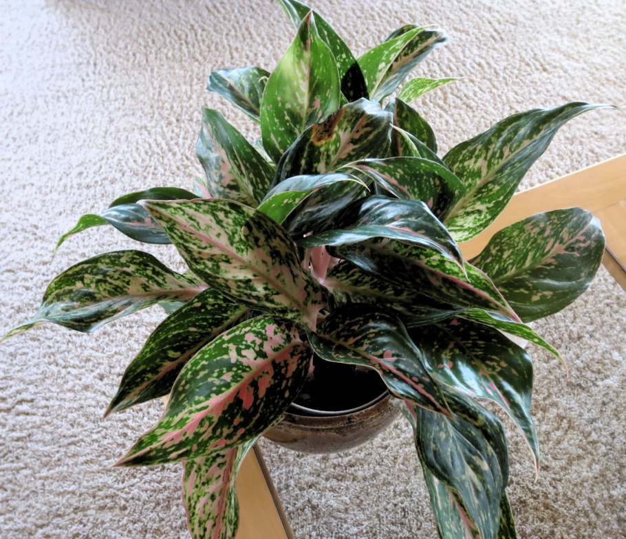 Аглаонема SNOWDREAM