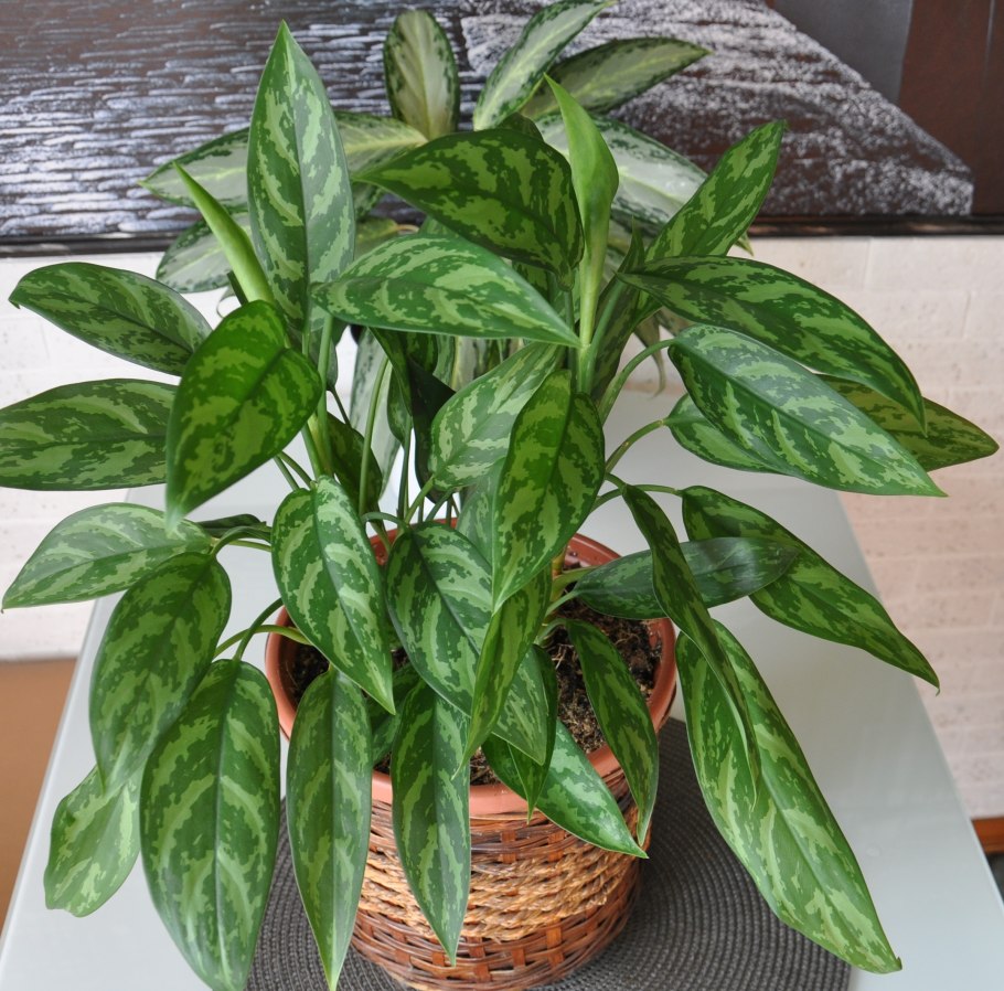 Аглаонема Руби