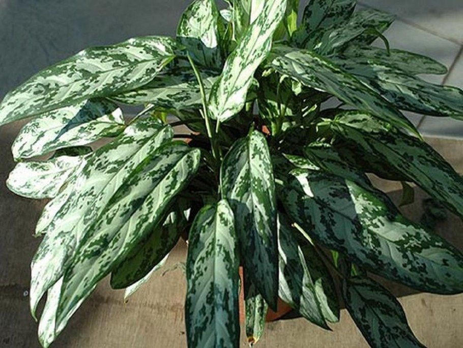 Аглаонема маранта