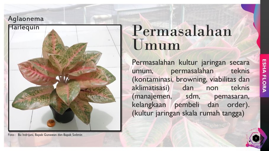 Аглаонема паспорт растения