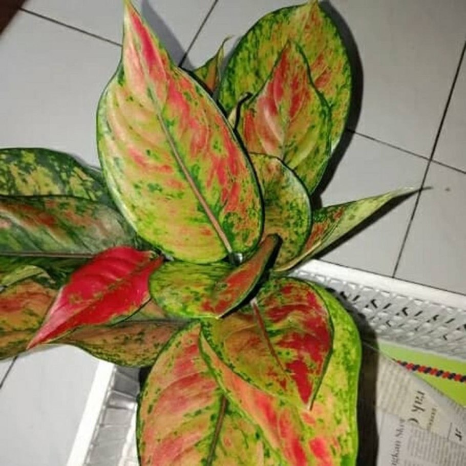 Аглаонема Эмеральд Грин