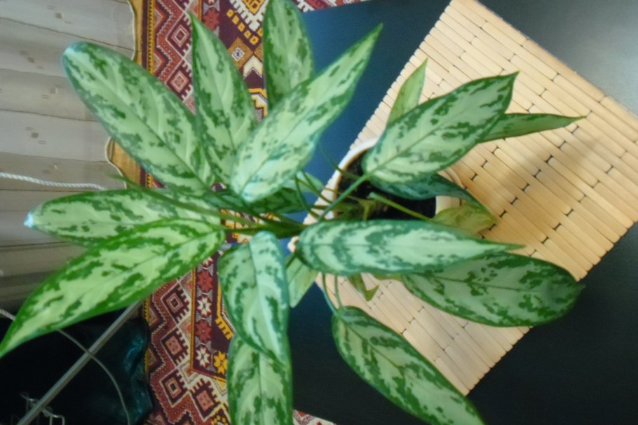 Аглаонема видовая