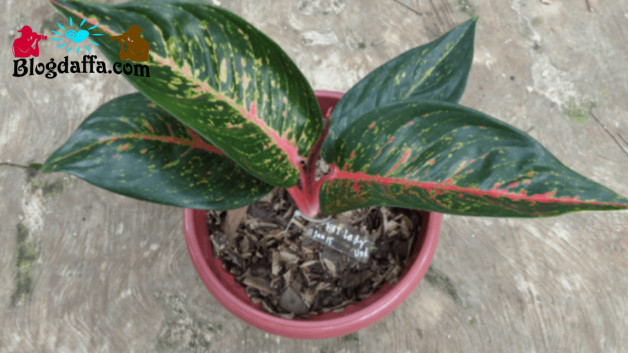 Аглаонема Морадок