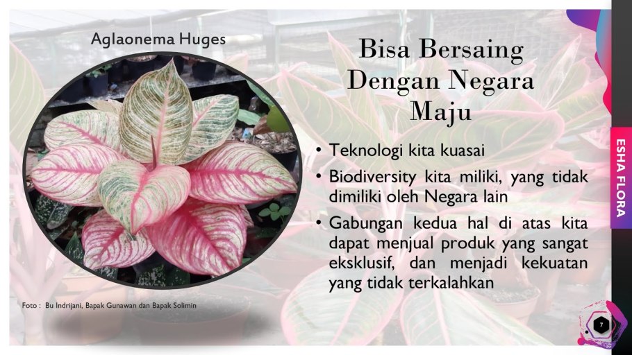 Аглаонема bangkok dream