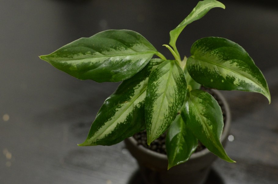 Аглаонема Грин Еллоу