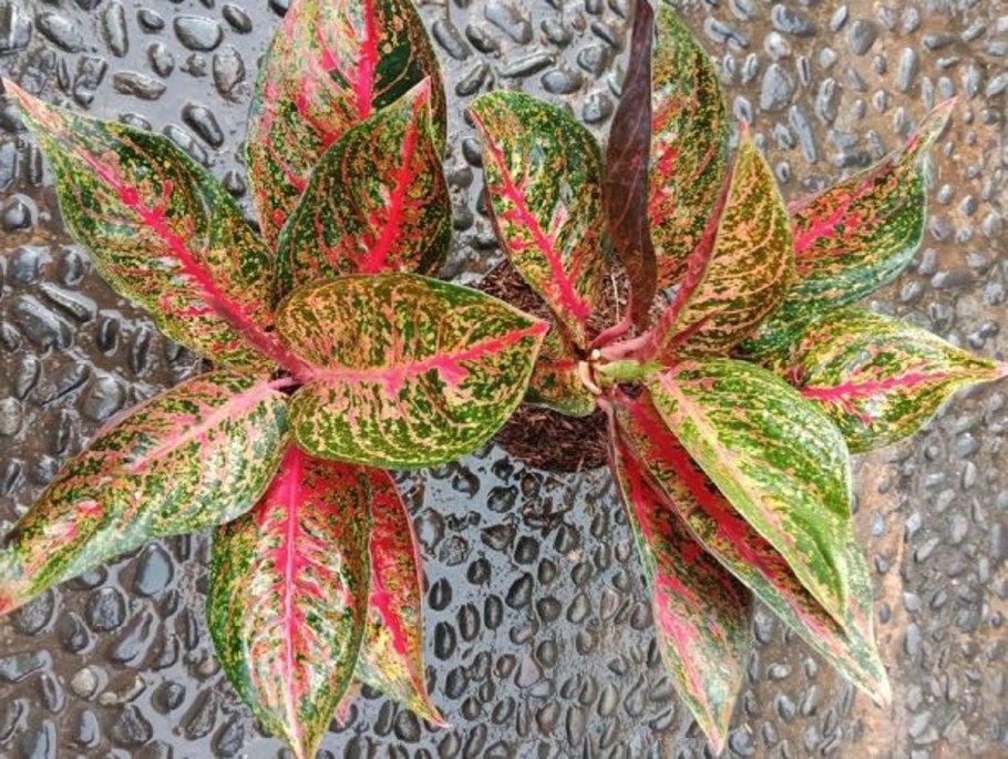 Аглаонема грей