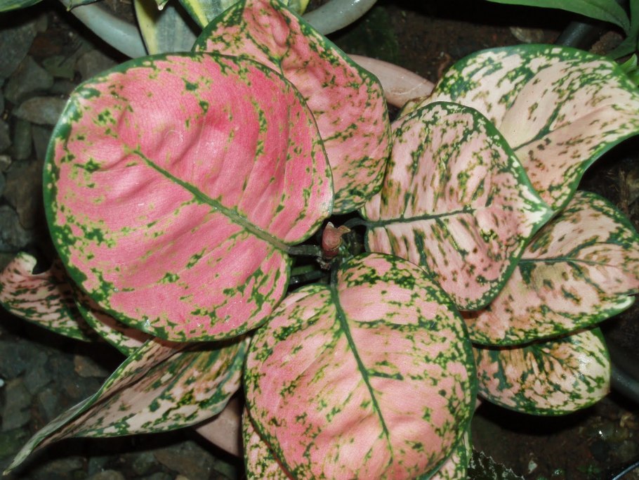 Аглаонема листья