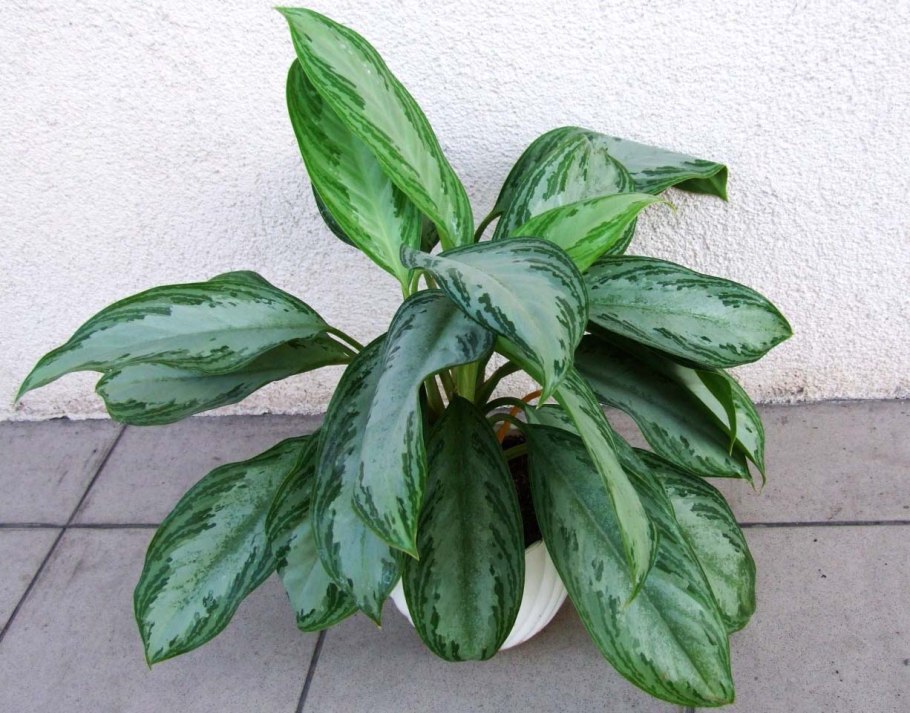 Аглаонема crispum