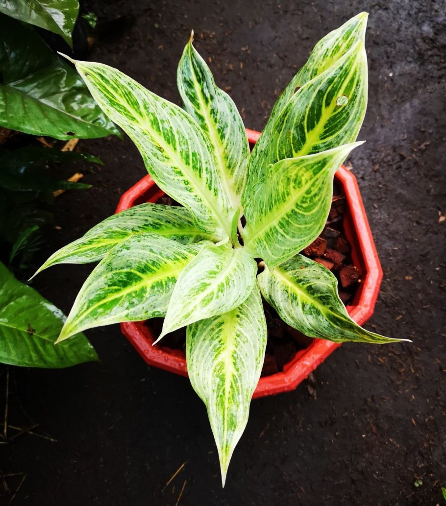 Аглаонема Липстик Пинк