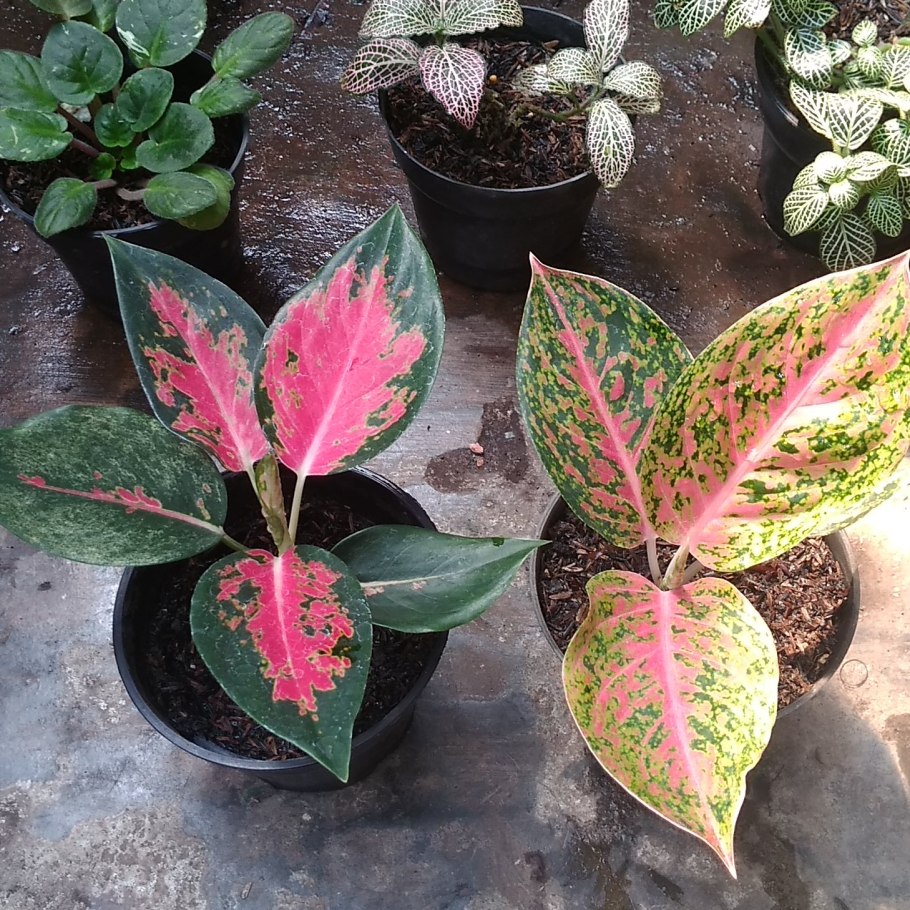 Аглаонема Маха Хенг