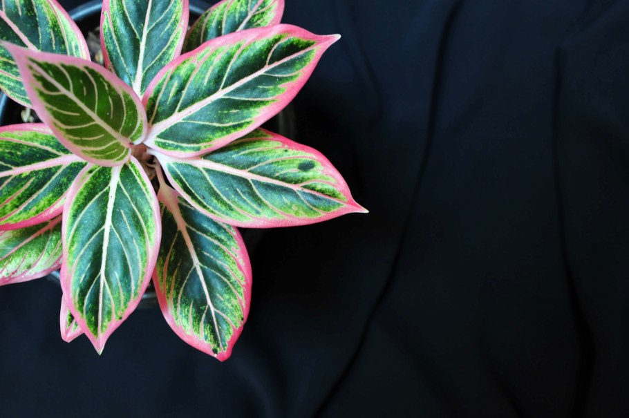 Аглаонема Трейба