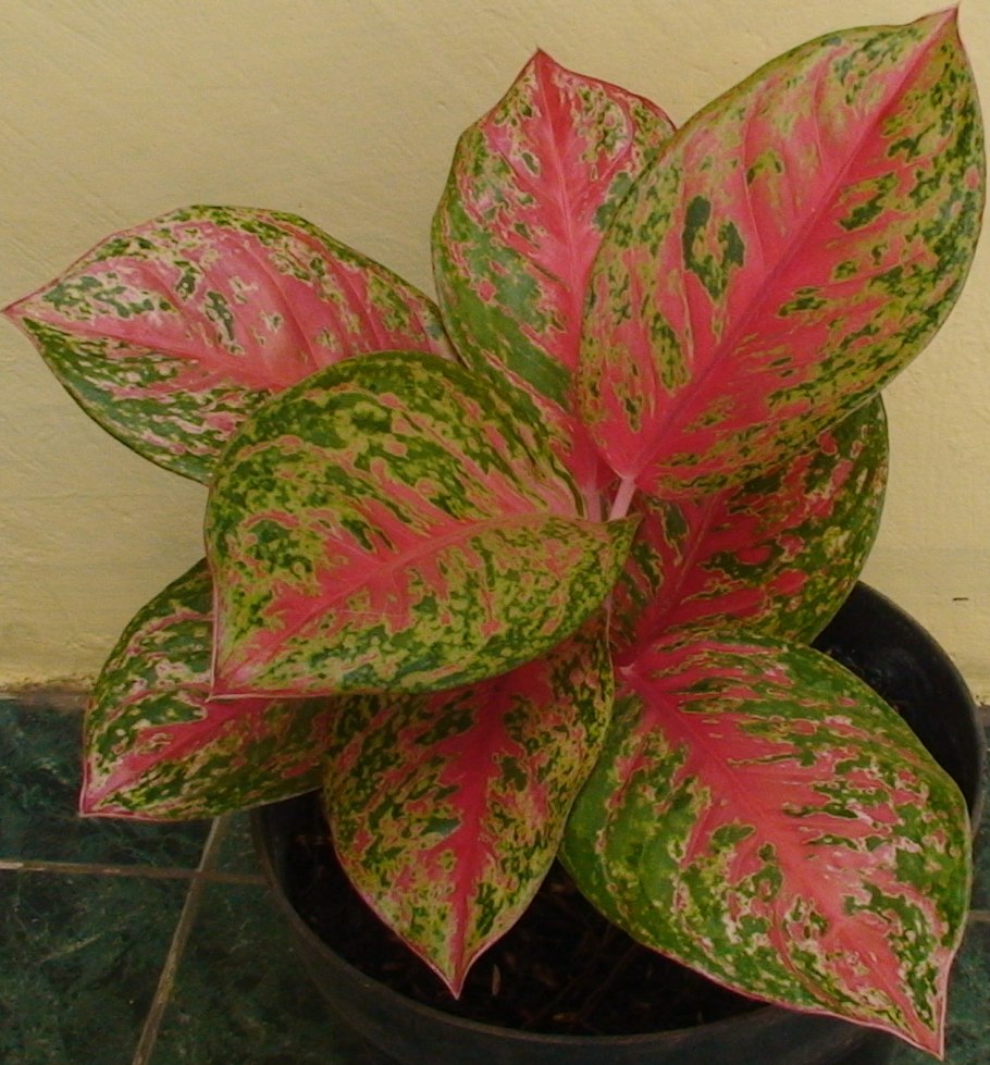 Аглаонема Джубайли