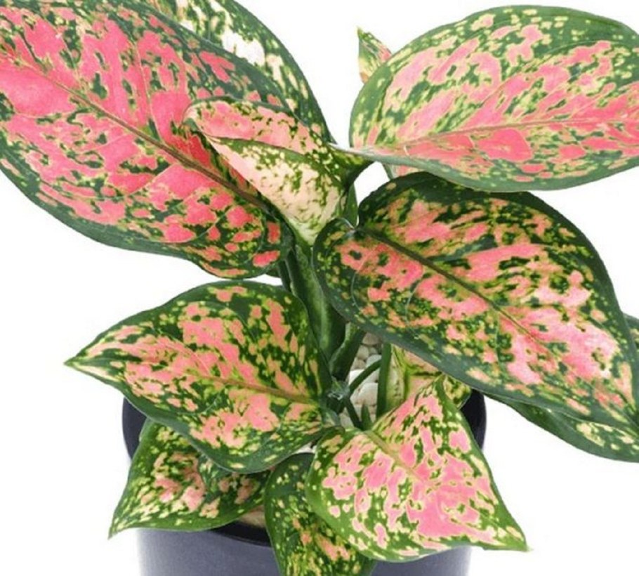 Аглаонема переменчивая (Aglaonema commutatum)