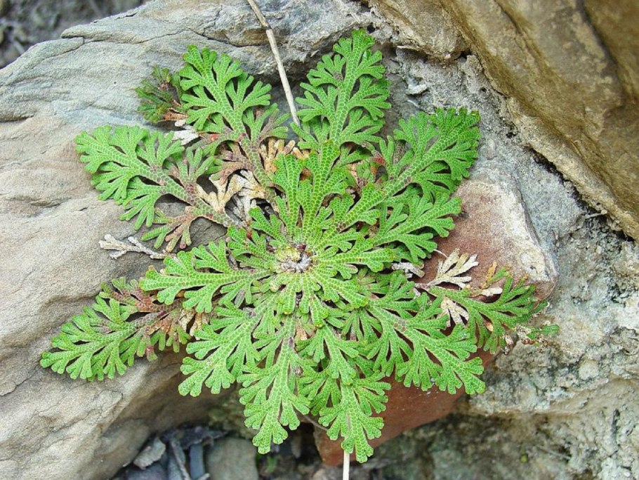 Селагинелла чешуелистная (Selaginella lepidophylla)