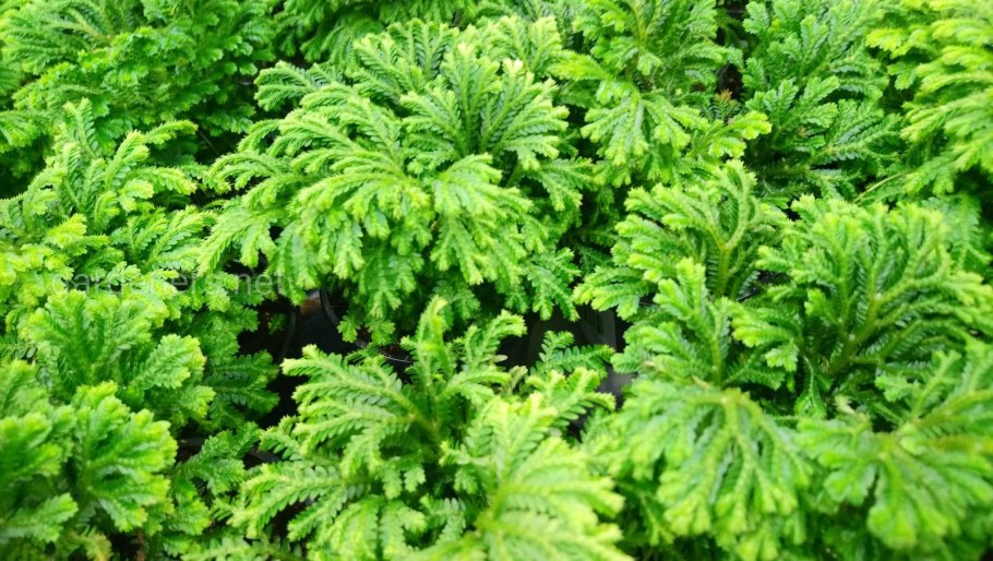 Selaginella sibirica
