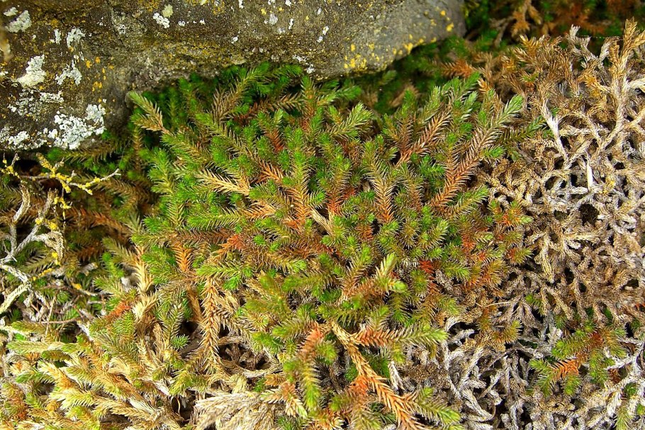 Selaginella wallacei