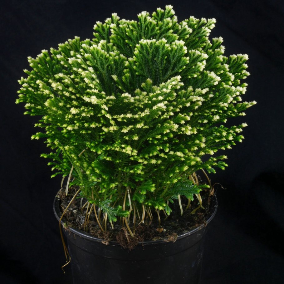 Селагинелла Краусса (Selaginella kraussiana)