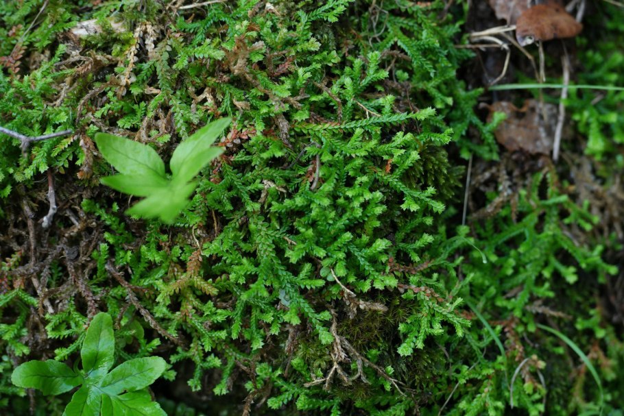 Селагинелла зубчатая