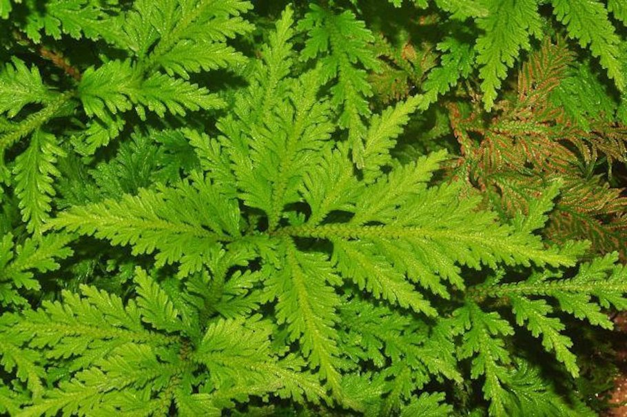 Плаунок селагинелла