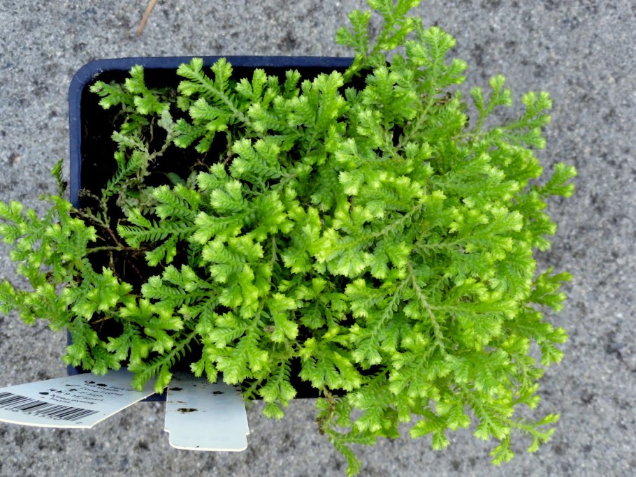 Селагинелла Краусса (Selaginella kraussiana)