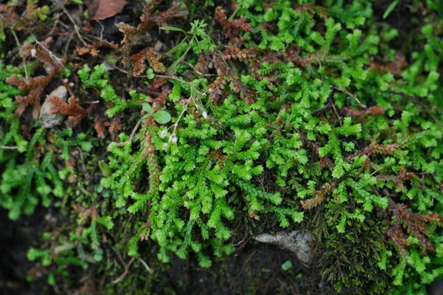 Selaginella wildenowii папоротник плавун