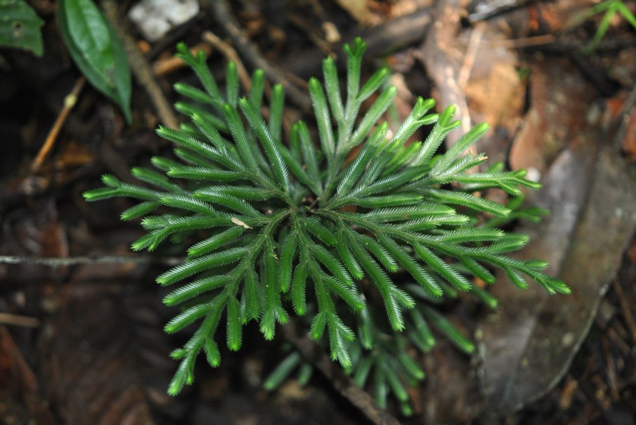 Selaginella wildenowii