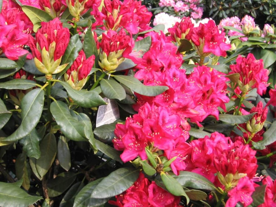 Рододендрон Редовского