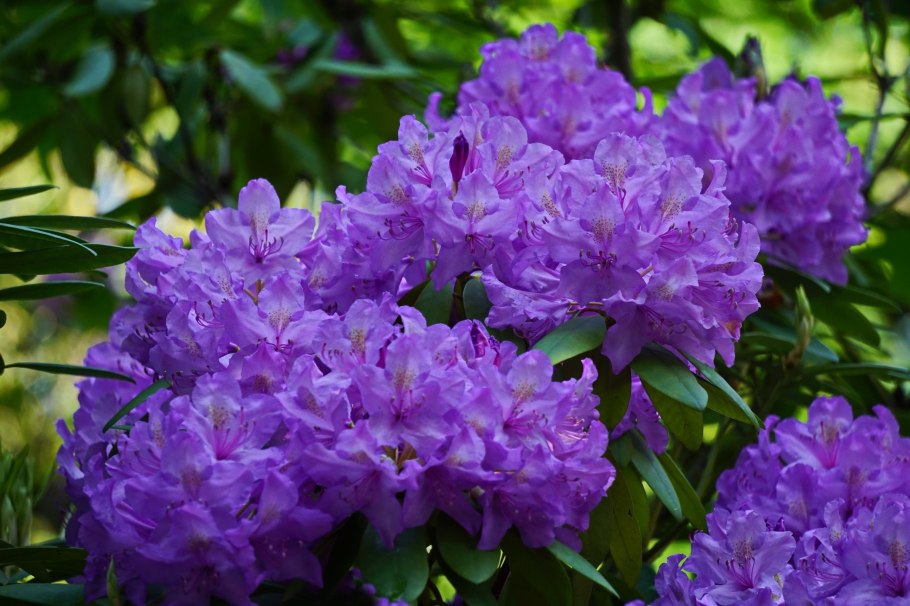 Рододендрон Мерджа