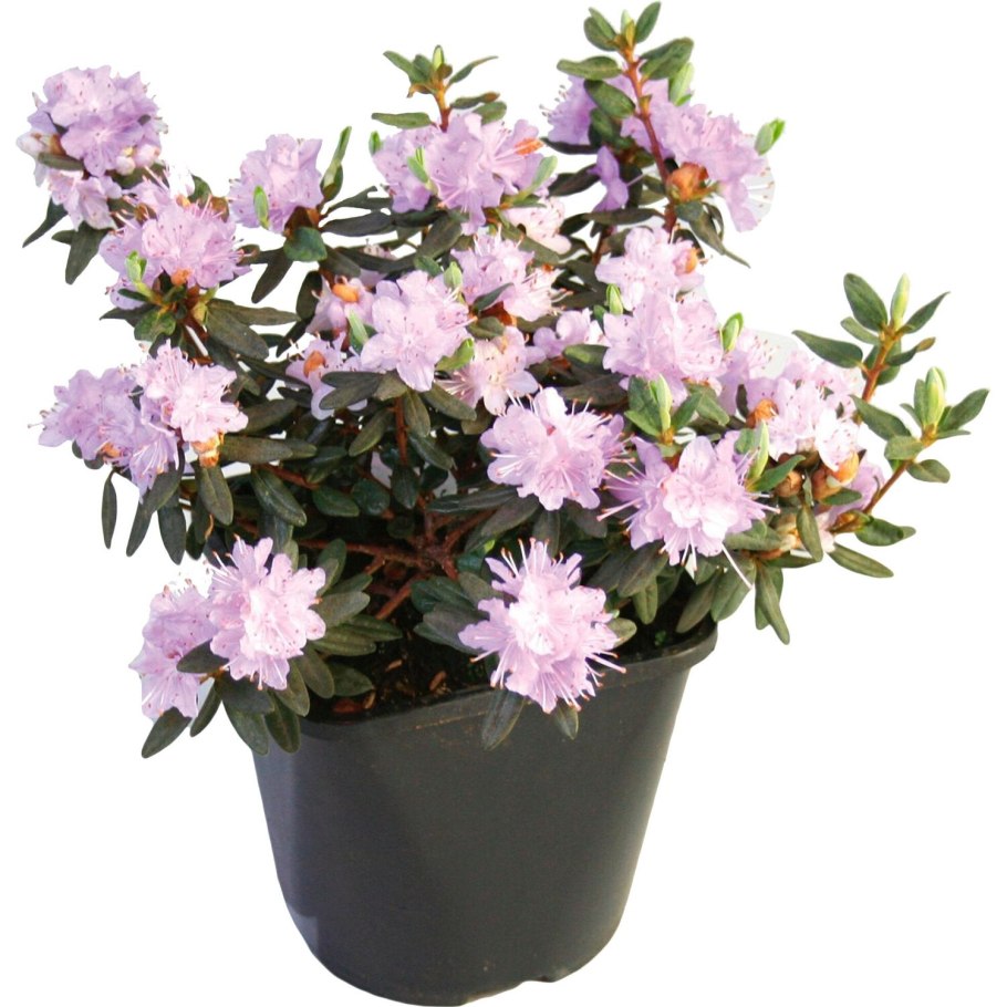 Рододендрон гомер Ватерер