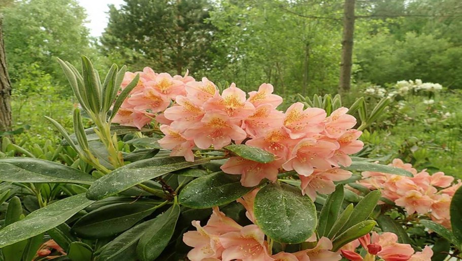 Рододендрон Дабл Уайт