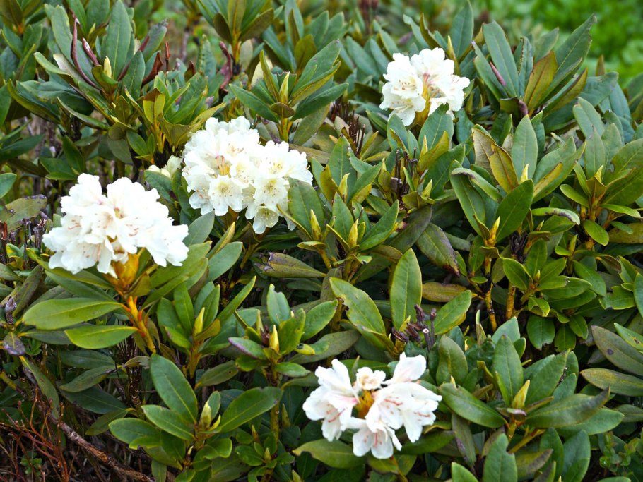 Рододендрон эндемик